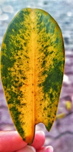 Leaf Closeup- Nature Photography