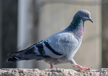 Beautiful Pigeon