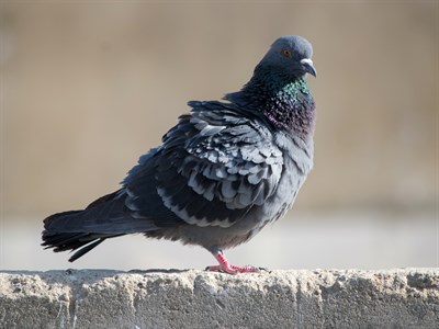 Pigeon on wall