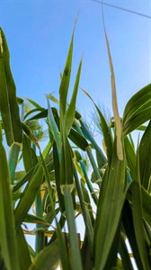 Wheatgrass And blue sky