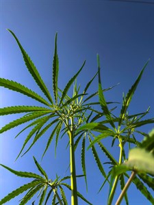 Green plant of sativa with blue sky