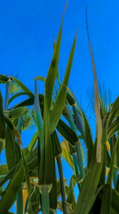 Green wheat crops / Green fields in spring