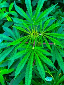 Green plant or Sativa in spring