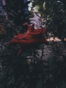 Plants and flowers 