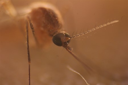 Macro detail of mosquito 