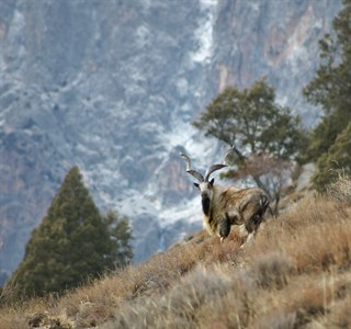 Markhor (Wild Goat) of Pakistan. Location: Chitral