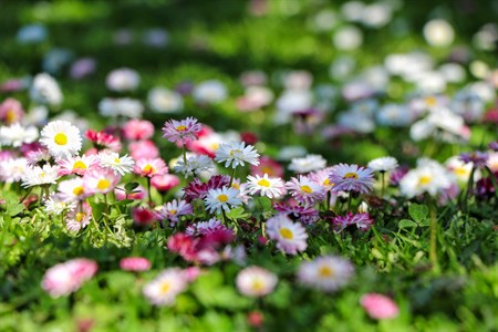 Daises. Best flowers that bloom earliest in spring.