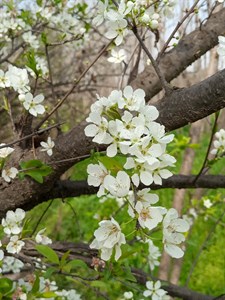 Plum tree Flowers