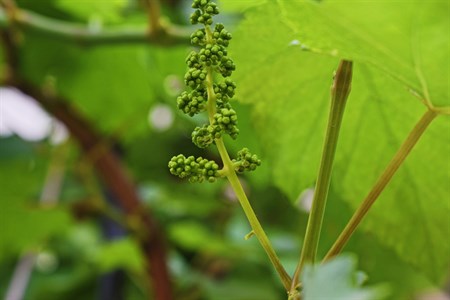 Little Grapes Snap