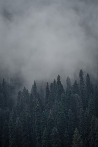 Pine trees and clouds