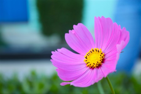 Pink Flower