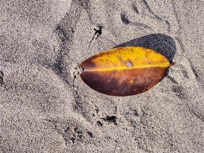 Dry Leaf