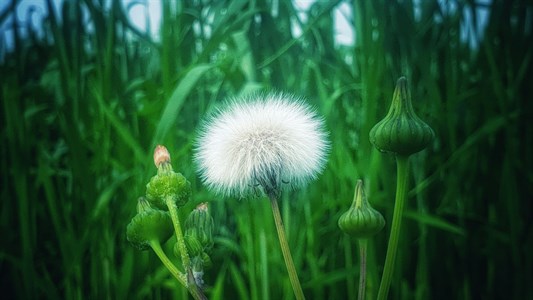 White Dandelion flower