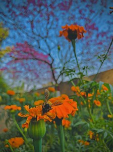 Honeybee on flower