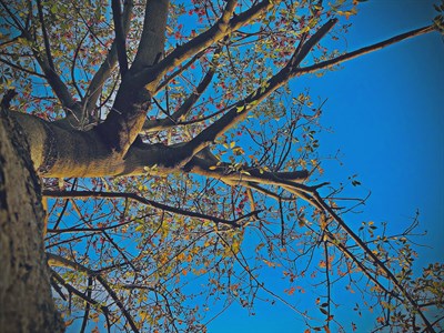 Tree in perspective angle