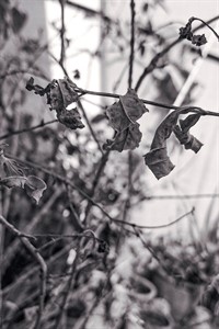 Black and white fall leaves