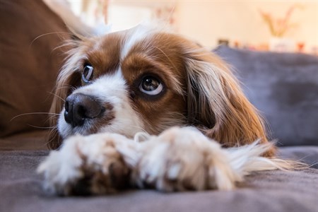 Beautiful white and brown dog