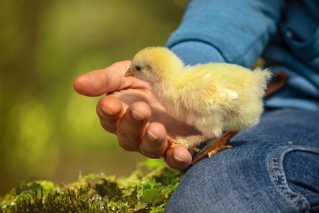 Cute chicken in the hand