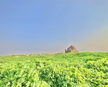 Nature - Mosque in Fields