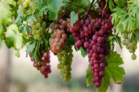 Grapes 