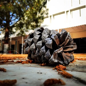 Pinecone 