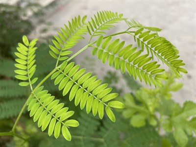 green leaves