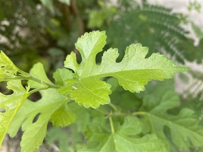 Green leaves