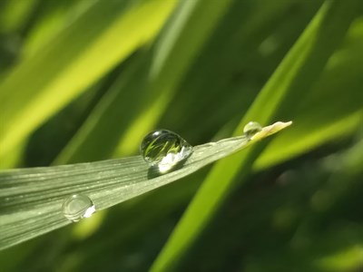 Water Drop