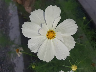 White Flower 