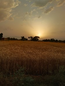 Sunset view in Punjab