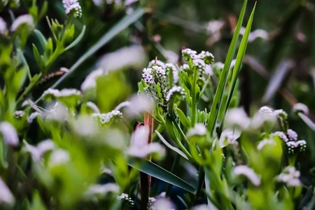 Alyssum