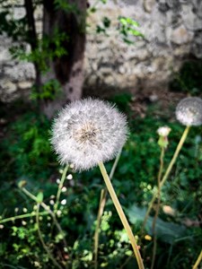 Dandylion Flower