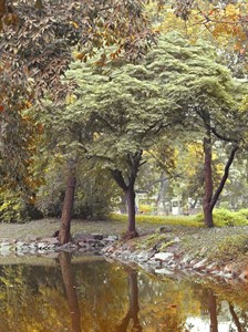 Trees and lake