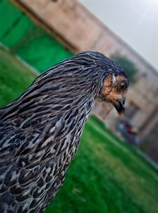 Hen in the grass