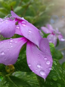 Rain drops on flower