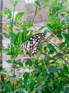 Butterfly sitting on green leaves