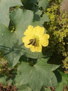 butterfly on flower