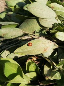 Lady bug on leaf