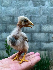 Baby Chicken 