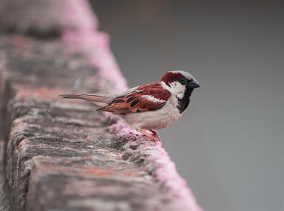 Sparrow