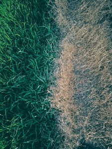 Green and yellow grass.