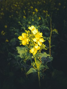 Yellow flower