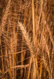 Wheat Crop