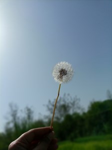 Dandelion Flower