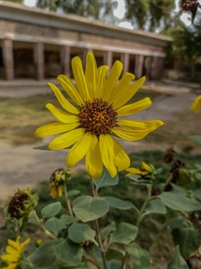 Sun Flower