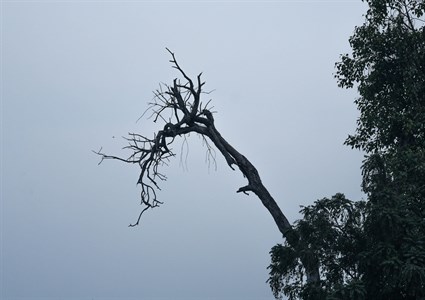 tree and sky