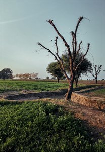 Dead tree 