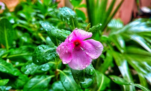 Rain flower