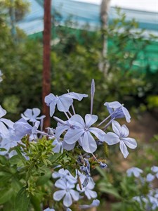 Purple Flower shoot