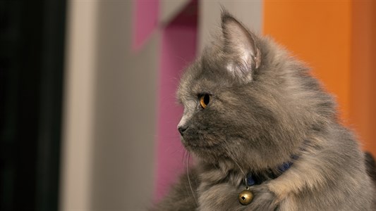 Grey Colored Domestic Pet Cat Sitting